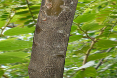 Phyllanthus polyphyllus